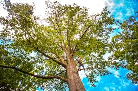 Best Lawn Pest Prevention  in Meriden, CT