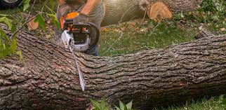 Best Lawn Grading and Leveling  in Meriden, CT