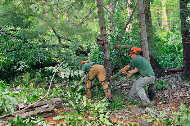 Best Lawn Renovation and Restoration  in Meriden, CT