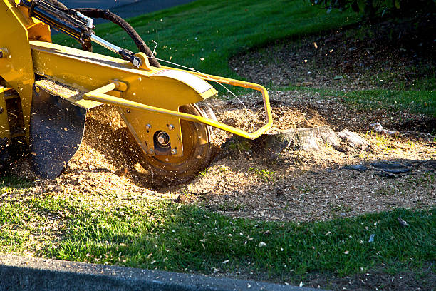 Professional Tree Services in Meriden, CT