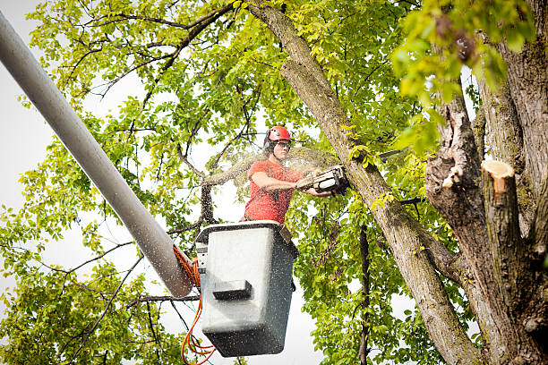 Best Tree Mulching  in Meriden, CT