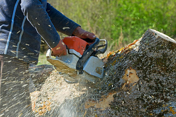 Best Tree Trimming and Pruning  in Meriden, CT